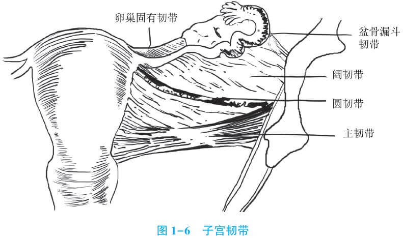 子宫阔韧带解剖图图片