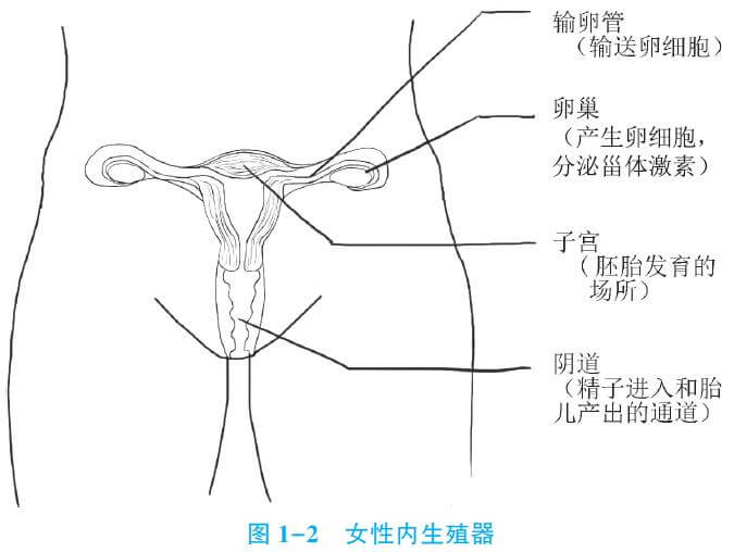 临床助理医师考试资料 内生殖器的形态与功能 临床助理医师考试资料 内生殖器的形态与功能