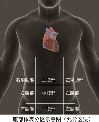 体表标志:包括肋弓下缘,腹上角,剑突,脐,髂前上棘,腹直肌外缘,腹中线