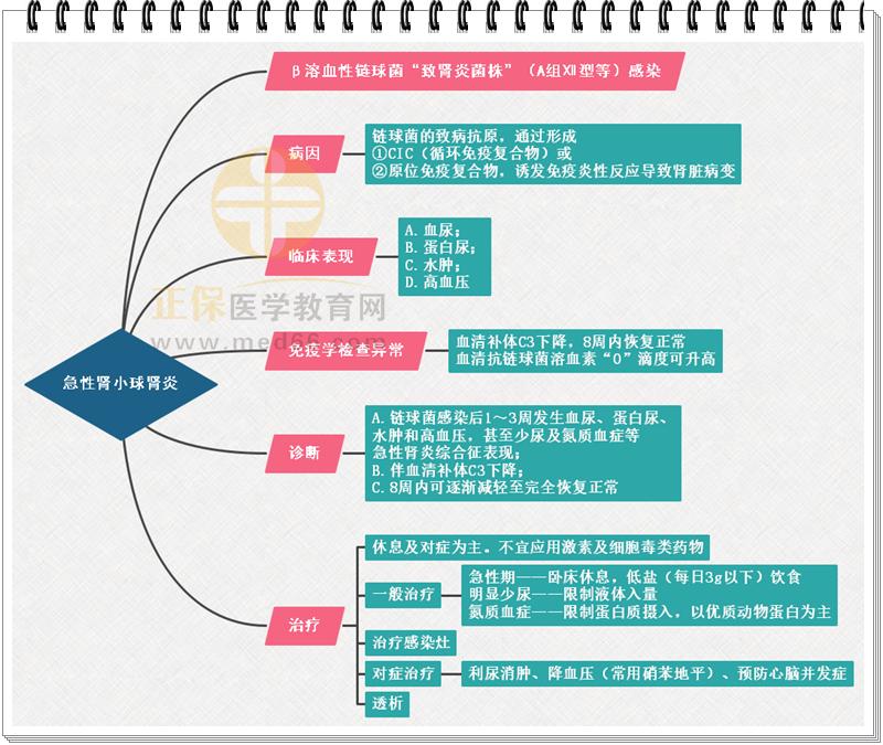 泌尿系统生物思维导图图片