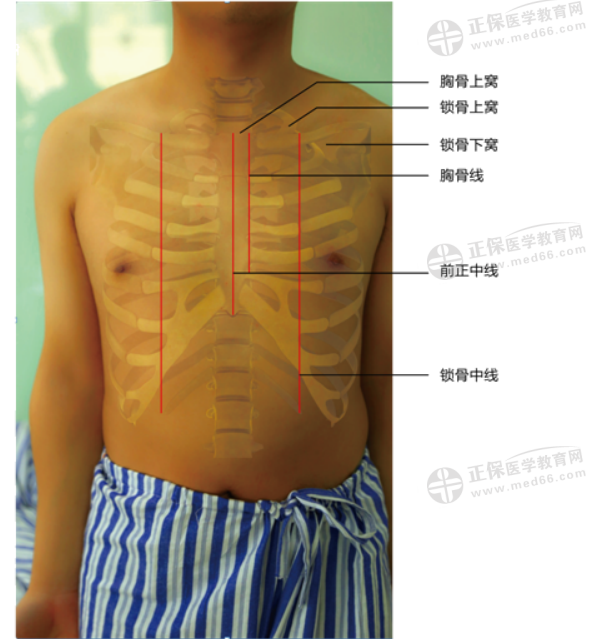 肺和胸膜的界限2
