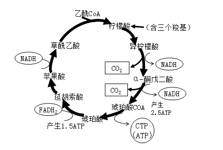 糖酵解和三羧酸循环图片