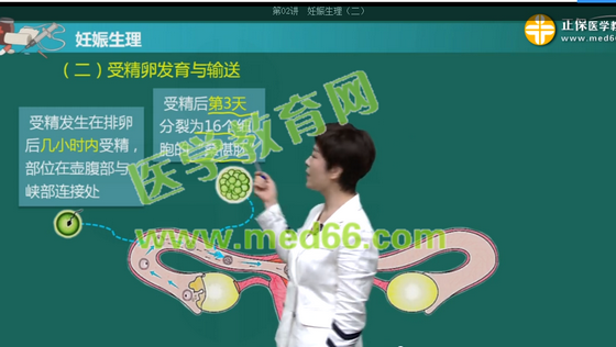 桑椹胚 桑椹胚