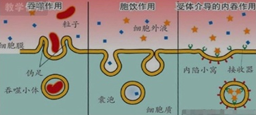 吞噬作用 吞噬作用