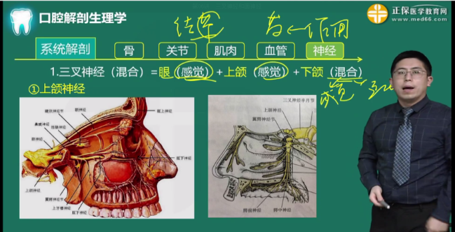 下颌神经