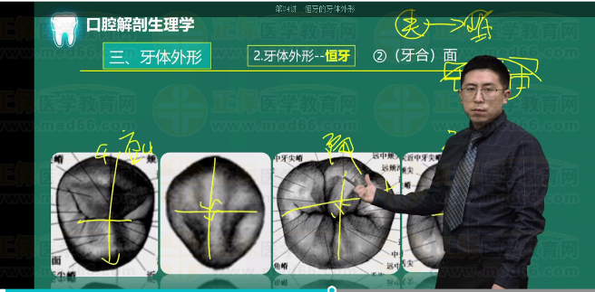 下颌第一恒磨牙(牙合)面形态 下颌第一恒磨牙(牙合)面形态