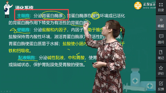 分泌胃蛋白酶原的细胞 分泌胃蛋白酶原的细胞