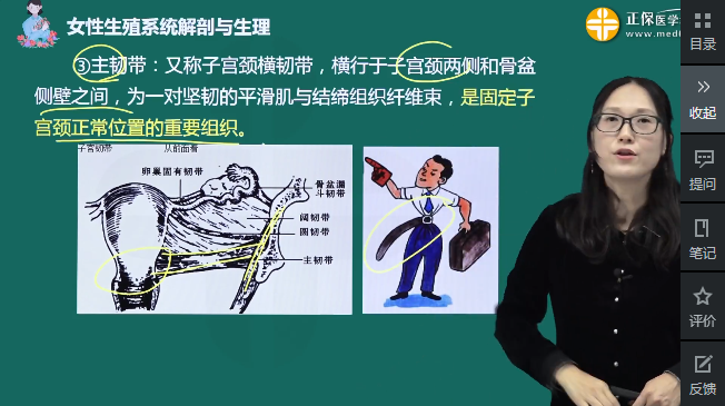 固定宫颈的韧带 固定宫颈的韧带